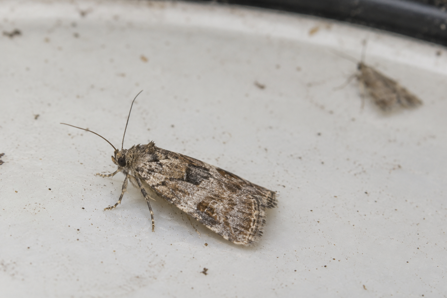 Close-up view of moths on an observation surface